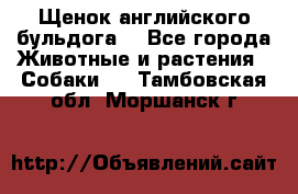 Щенок английского бульдога  - Все города Животные и растения » Собаки   . Тамбовская обл.,Моршанск г.